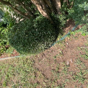 Bush Trimming by Schuetz Landscaping Services reviewed on May 19, 2022