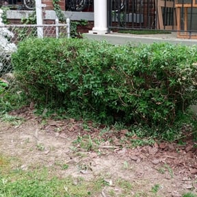 Bush Trimming by MJC3 Solutions LLC reviewed on August 3, 2024