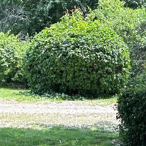 Bush Trimming by W&P full property maintenance LLC reviewed on July 20, 2022
