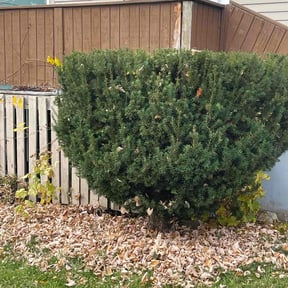 Bush Trimming by D's Lawn Care reviewed on April 29, 2022
