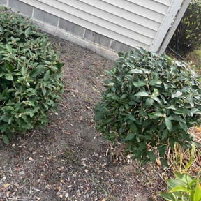 Flower Bed Weeding by The A team lawn service reviewed on May 7, 2022