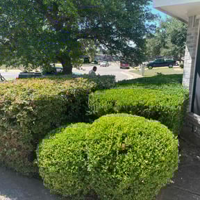 Bush Trimming by A Cut Above reviewed on August 15, 2024