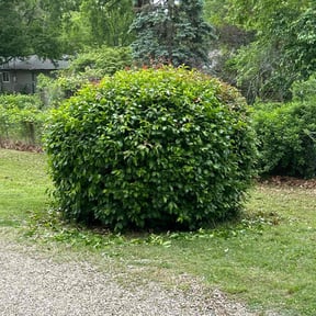 Bush Trimming by Lawns & Leaves, LLC reviewed on June 13, 2022