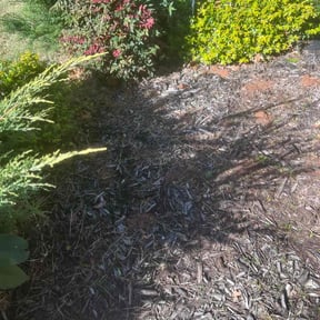 Flower Bed Weeding by LSLTDallas/FortWorthTruGreen reviewed on March 24, 2025
