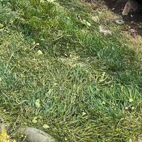 Bush Trimming by Micks Mowing reviewed on July 28, 2022