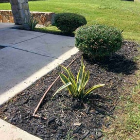 Flower Bed Weeding by Alexito Landscaping reviewed on April 14, 2025