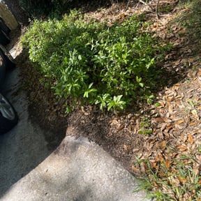 Bush Trimming by Leon's Lawns & Home Improvements reviewed on July 18, 2025