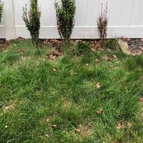 Leaf Removal by Texas lawn care reviewed on May 31, 2022