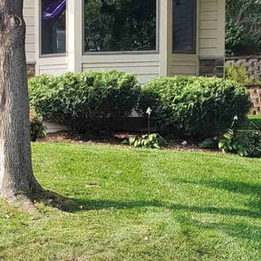 Bush Trimming by Cream of the Cut Lawn Care reviewed on May 18, 2022