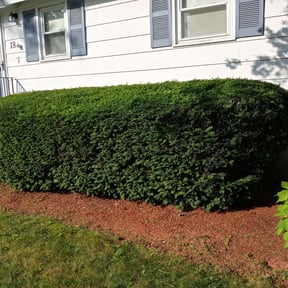 Bush Trimming by Phillips4seasons reviewed on May 15, 2022