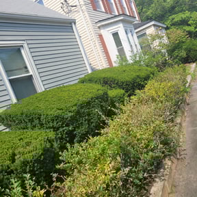 Bush Trimming by Carlos Tapia reviewed on July 17, 2022