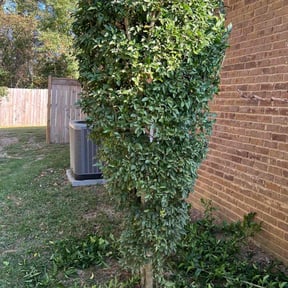 Bush Trimming by Carlos Lawn reviewed on October 16, 2024