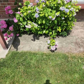 Flower Bed Weeding by RJ landscaping reviewed on March 2, 2022