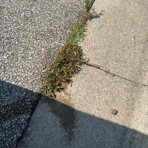Flower Bed Weeding by Northeast Yardworx reviewed on August 9, 2024
