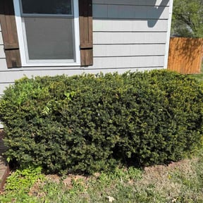Bush Trimming by Melvin Lopez Lawn Doctor reviewed on May 23, 2022