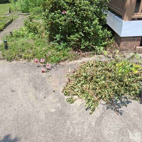 Bush Trimming by IMPAKT Lawn Solutions reviewed on July 11, 2022