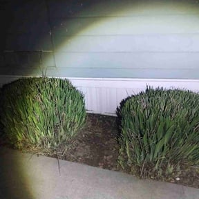 Bush Trimming by City of Treez a-1 landscape reviewed on April 19, 2022