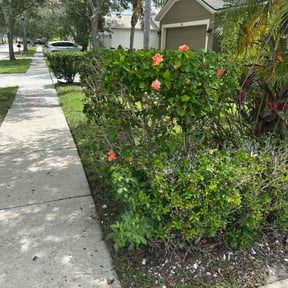 Bush Trimming by BEASTMODE Solutions LLC reviewed on June 1, 2025