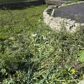 Weeding by B.mendoza lanscaping reviewed on June 21, 2025