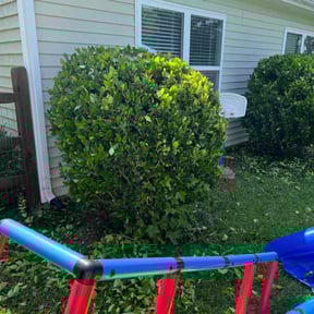Bush Trimming by Greener Grass Cutting reviewed on August 1, 2022