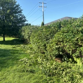 Bush Trimming by Creative property lawn & landscaping reviewed on July 28, 2022