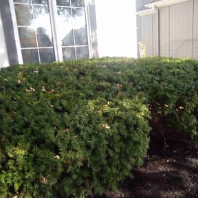 Bush Trimming by Quick Cut Lawn Care reviewed on April 26, 2025