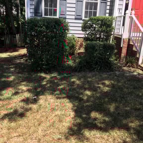 Bush Trimming by Jeri Cleaning Services reviewed on August 18, 2024