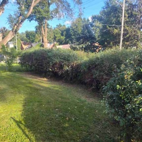 Cleanups by Bear foot lawns reviewed on June 24, 2025