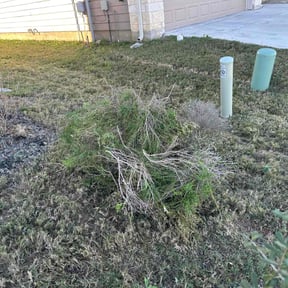 Bush Trimming by Macias landscaping reviewed on May 24, 2022