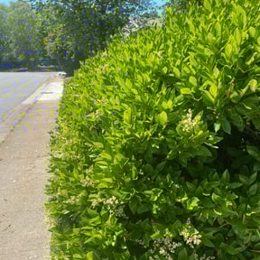 Bush Trimming by LSLTDallas/FortWorthTruGreen reviewed on August 29, 2024