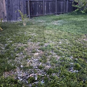 Lawn Seeding by Hector's Lawn Care reviewed on August 5, 2022