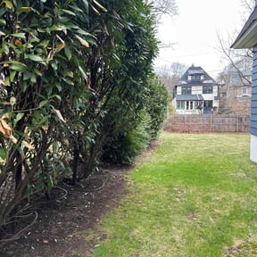 Bush Trimming by Chase property management and improvements llc reviewed on June 25, 2022