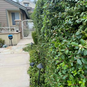 Bush Trimming by Sbm reviewed on September 8, 2024