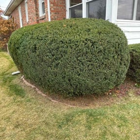 Bush Trimming by C&E lawn care reviewed on May 31, 2022