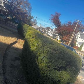 Bush Trimming by UNCLECURTS LLC reviewed on June 3, 2022