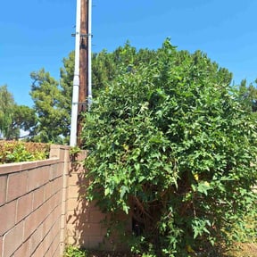 Bush Trimming by Darrttttttt's lawncare LLC reviewed on July 14, 2021