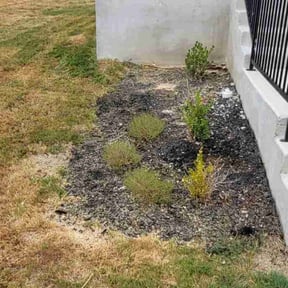 Flower Bed Weeding by Chacon Lawn Care reviewed on March 14, 2025