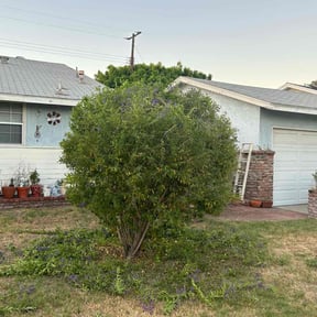 Bush Trimming by Golden Acres Lawn Care reviewed on July 22, 2022