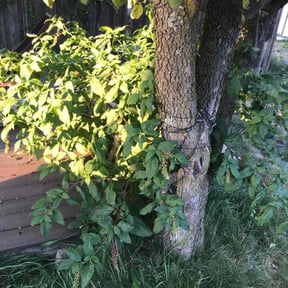 Bush Trimming by Jhon's Landscaping reviewed on May 3, 2022
