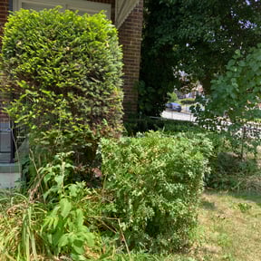 Cleanups by Sosa&#039;s Lawn Care &amp; Design LLC reviewed on May 19, 2025