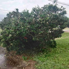 Bush Trimming by Southern Scapes Lawn Service reviewed on May 1, 2025