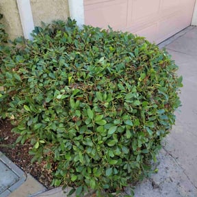 Bush Trimming by Johnny Shaw reviewed on May 19, 2022