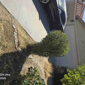 Bush Trimming by Little Flower Home Service reviewed on June 22, 2025
