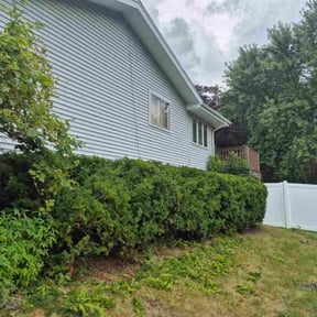 Bush Trimming by Vazquez Lawncare reviewed on June 7, 2025