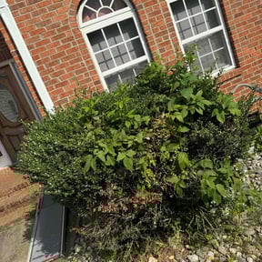 Bush Trimming by Proper Lawn Care Co reviewed on May 23, 2022