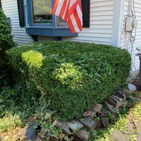 Bush Trimming by Graham's Lawn Care & Landscaping Services reviewed on August 12, 2021