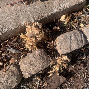 Flower Bed Weeding by Eco Landscape & Design reviewed on June 29, 2025