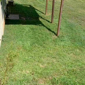Leaf Removal by Court Landscaping reviewed on October 1, 2024