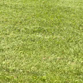 Flower Bed Weeding by Sandra Gutierrez reviewed on May 15, 2022