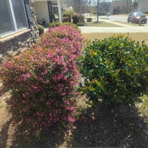 Bush Trimming by Premier Lawn Services reviewed on April 27, 2022